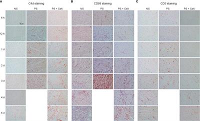 Corrigendum: Blockade of IL-6/IL-6R Signaling Attenuates Acute Antibody-Mediated Rejection in a Mouse Cardiac Transplantation Model